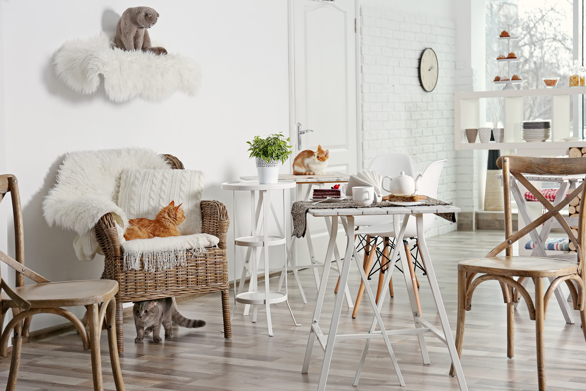 Sugar Kittens Cat Cafe Cat Cafe in Liberty Missouri